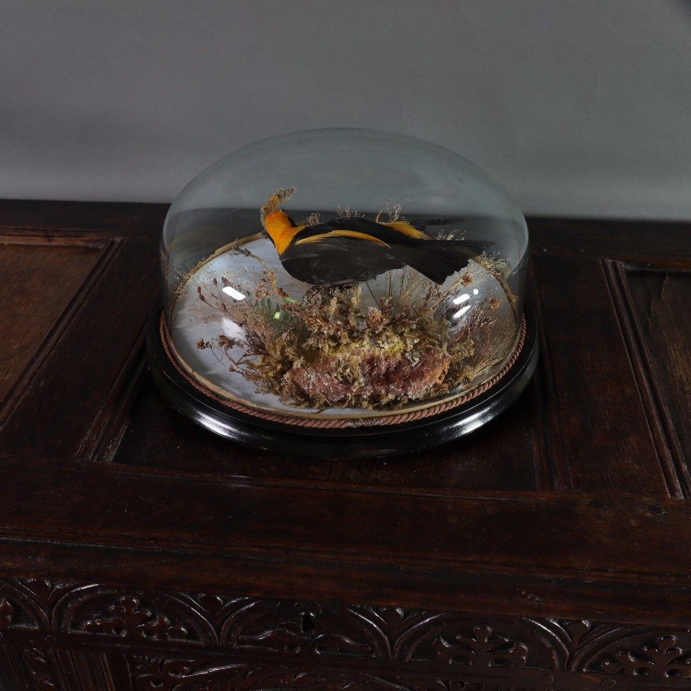 Victorian Taxidermy - Wall dome containing an Australian male Regent Bower Bird View III