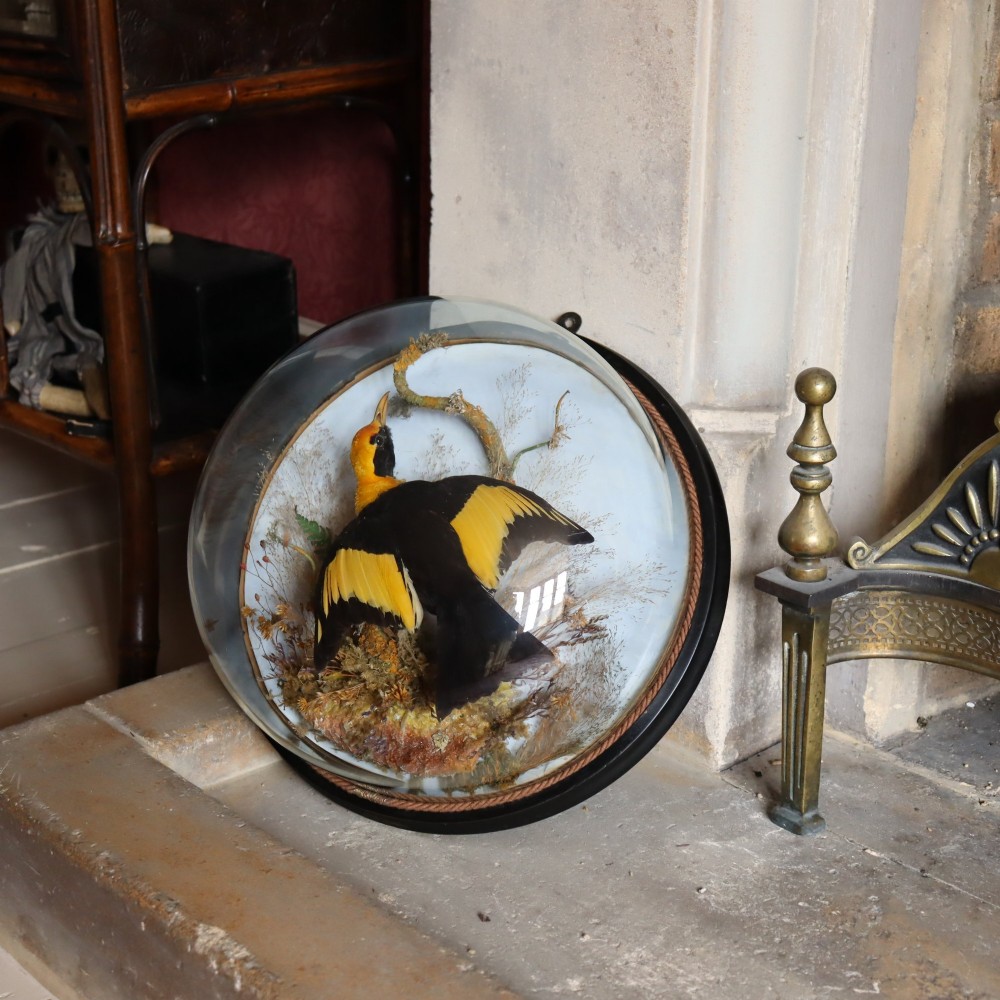 Victorian Taxidermy - Wall dome containing an Australian male Regent Bower Bird View V
