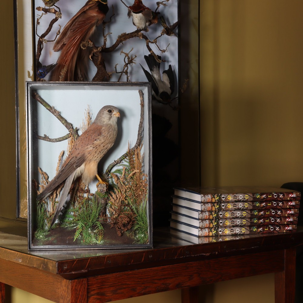 A Victorian taxidermy display case featuring a preserved kestrel perched on a wooden branch surrounded by dried vegetation inside a rectangular glass case. View II