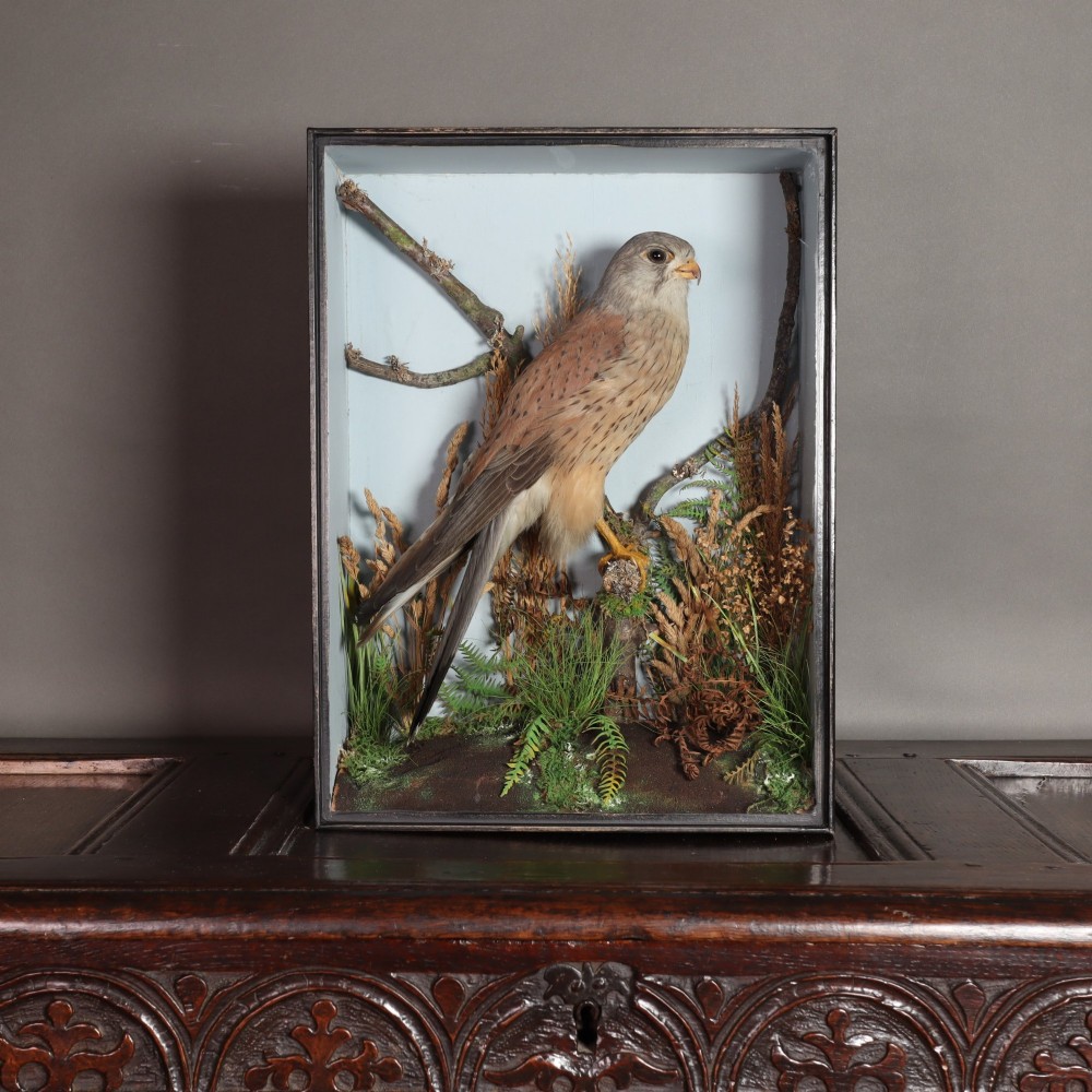 A Victorian taxidermy display case featuring a preserved kestrel perched on a wooden branch surrounded by dried vegetation inside a rectangular glass case.