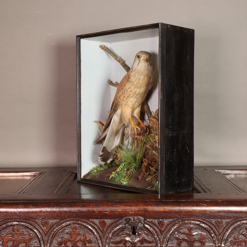 A Victorian taxidermy display case featuring a preserved kestrel perched on a wooden branch surrounded by dried vegetation inside a rectangular glass case. View IV