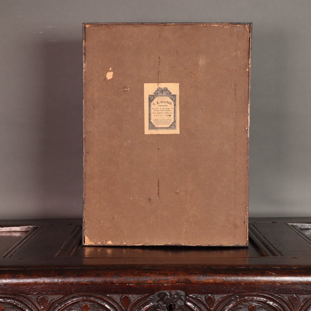 A Victorian taxidermy display case featuring a preserved kestrel perched on a wooden branch surrounded by dried vegetation inside a rectangular glass case. View V