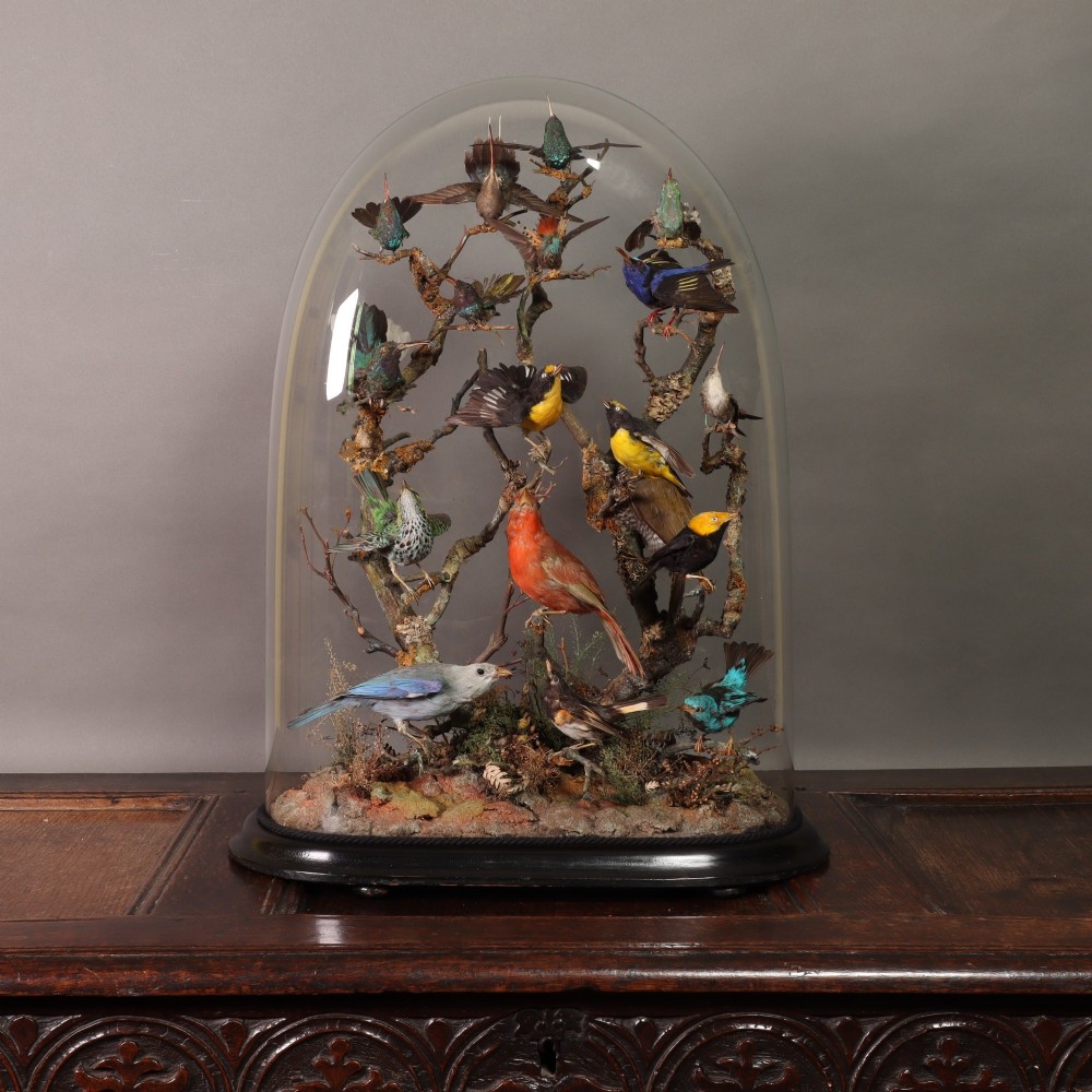 Taxidermy – A fine Victorian dome containing eighteen South American birds