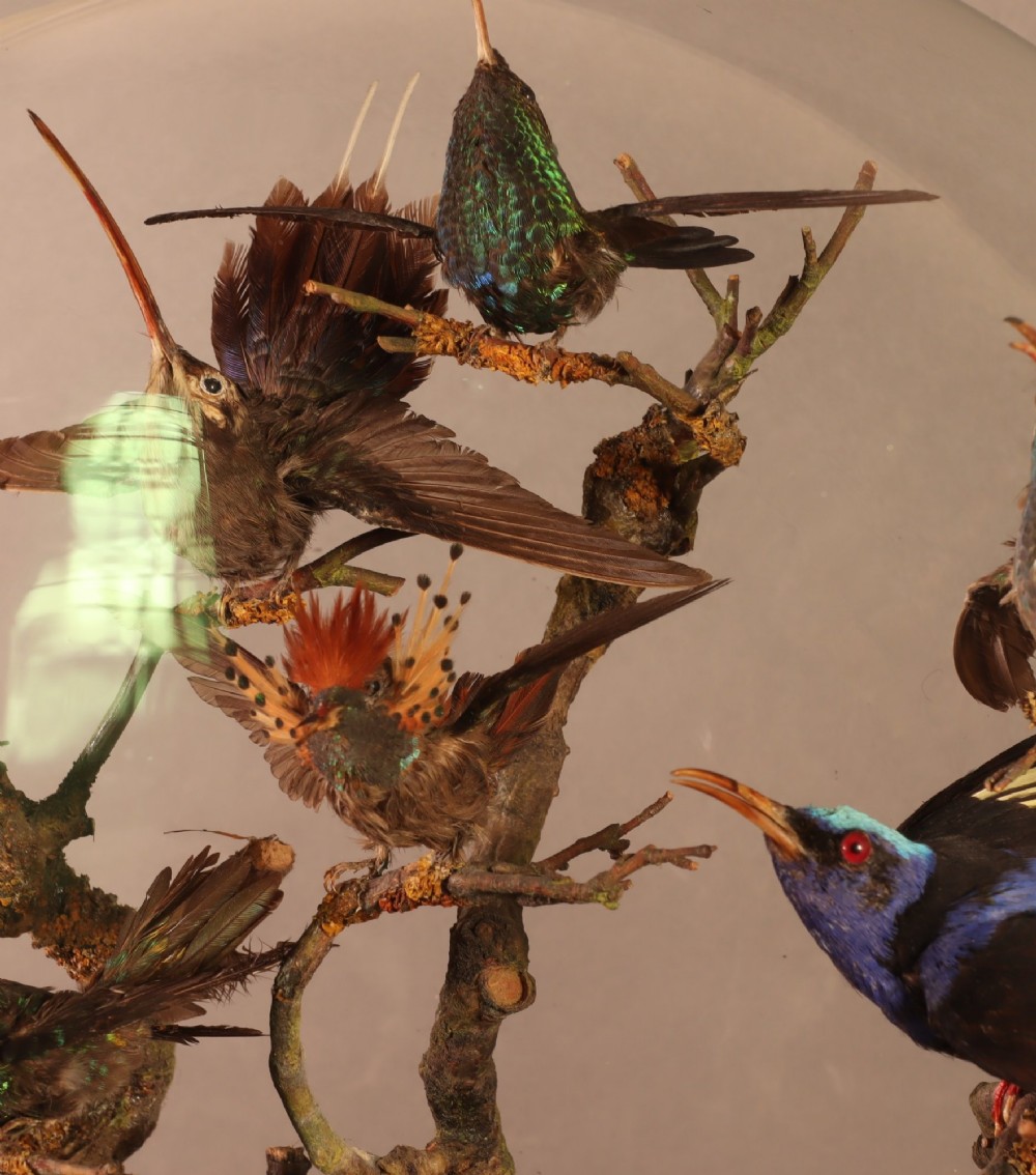 Taxidermy – A fine Victorian dome containing eighteen South American birds View II