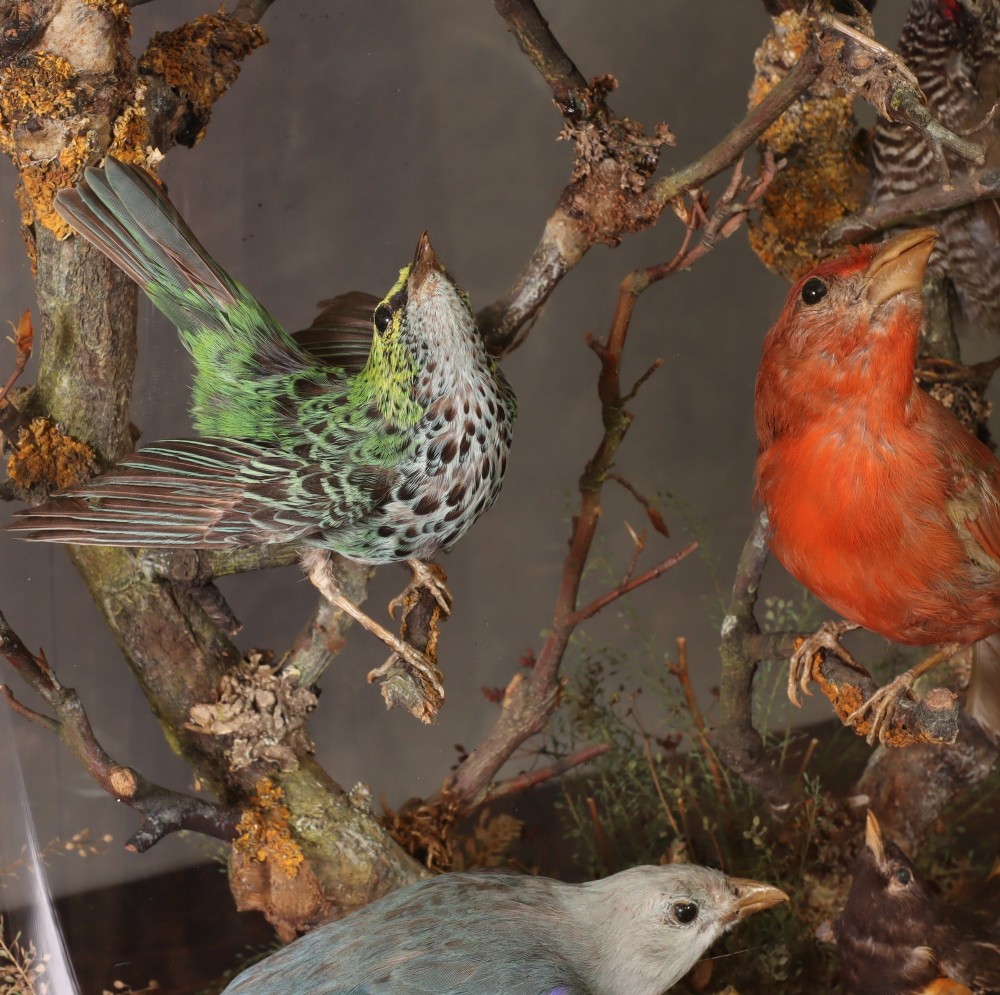 Taxidermy – A fine Victorian dome containing eighteen South American birds View III