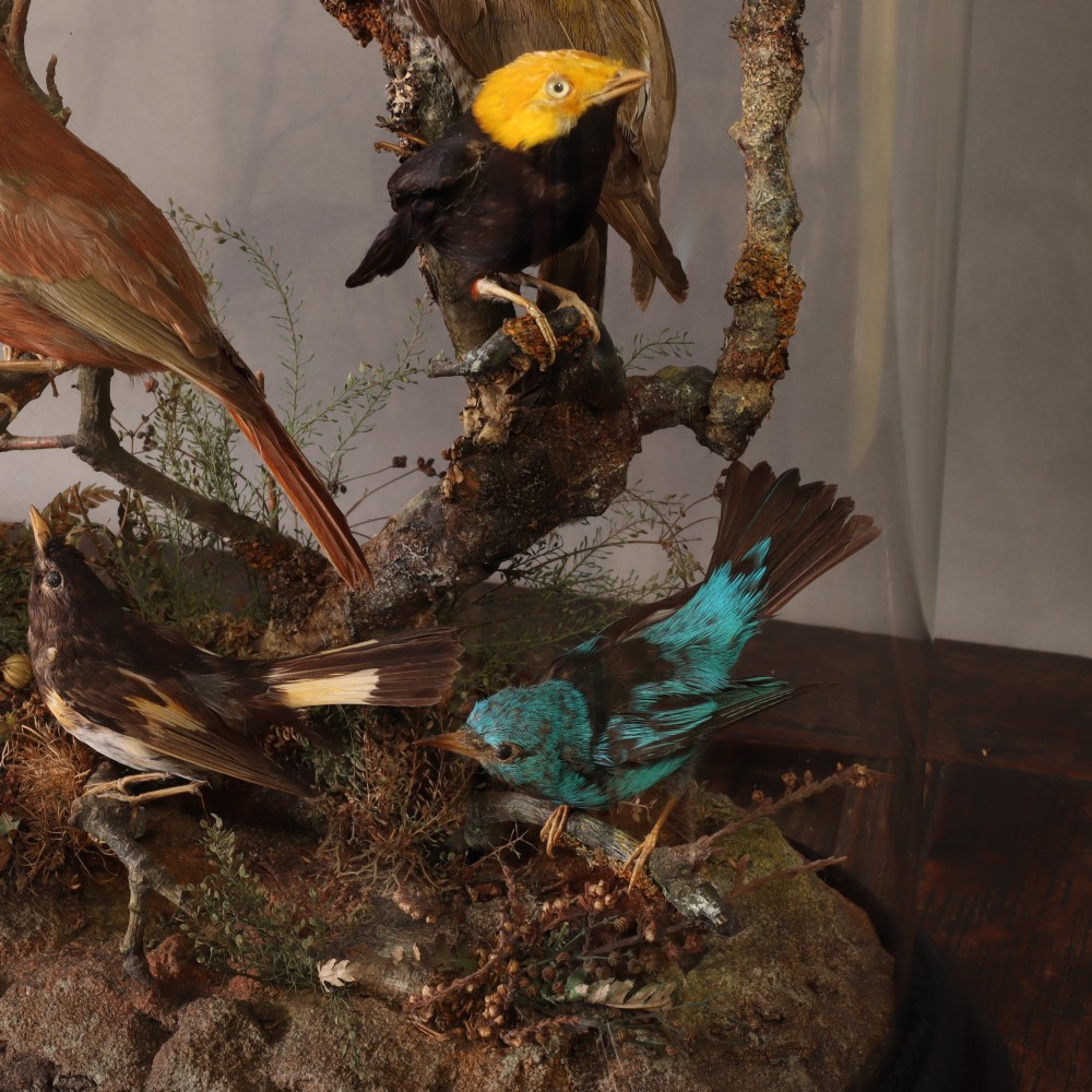 Taxidermy – A fine Victorian dome containing eighteen South American birds View IV