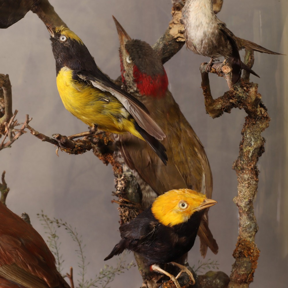 Taxidermy – A fine Victorian dome containing eighteen South American birds View V