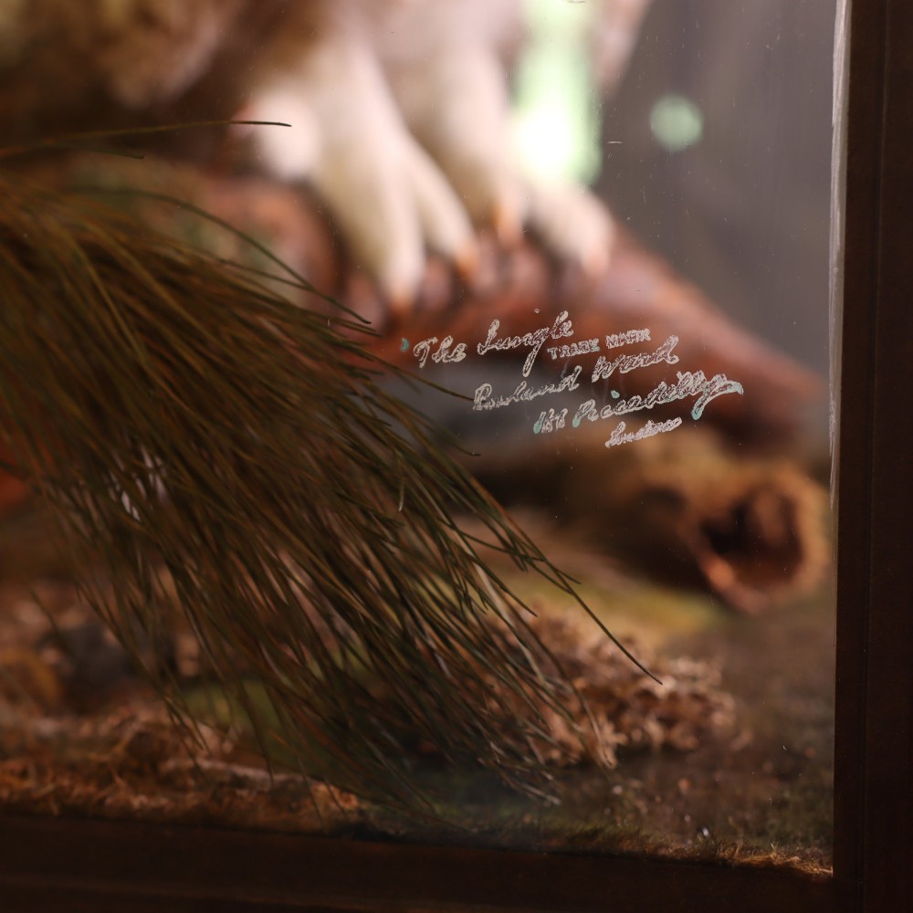 A taxidermy Great Horned Owl perching on a wooden branch inside a glass and timber case with naturalistic moss groundwork. View II