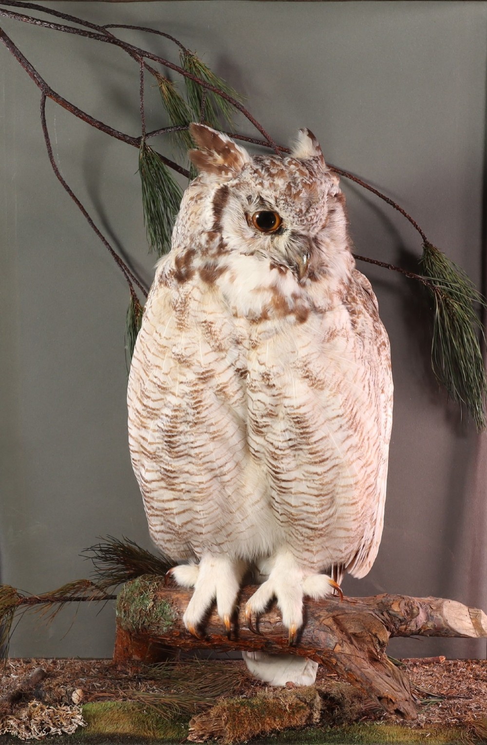 A taxidermy Great Horned Owl perching on a wooden branch inside a glass and timber case with naturalistic moss groundwork. View III