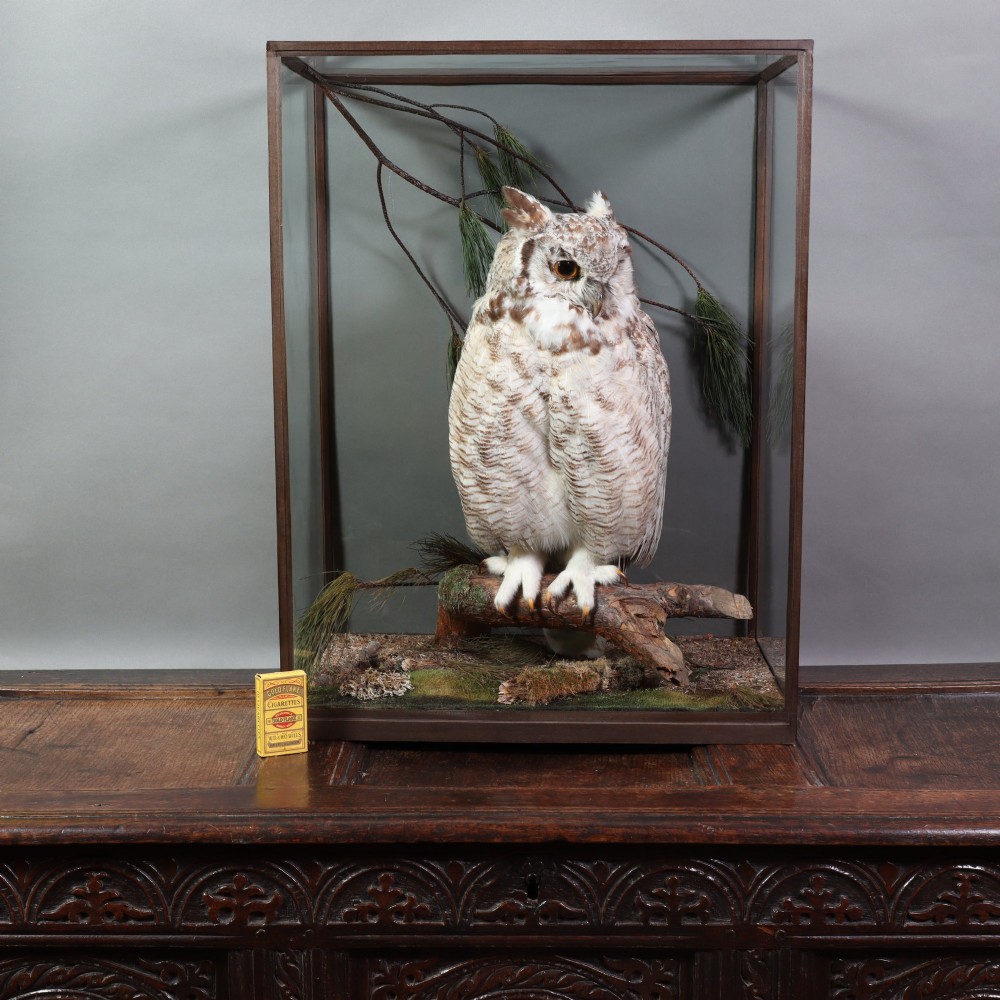 A taxidermy Great Horned Owl perching on a wooden branch inside a glass and timber case with naturalistic moss groundwork. View IV