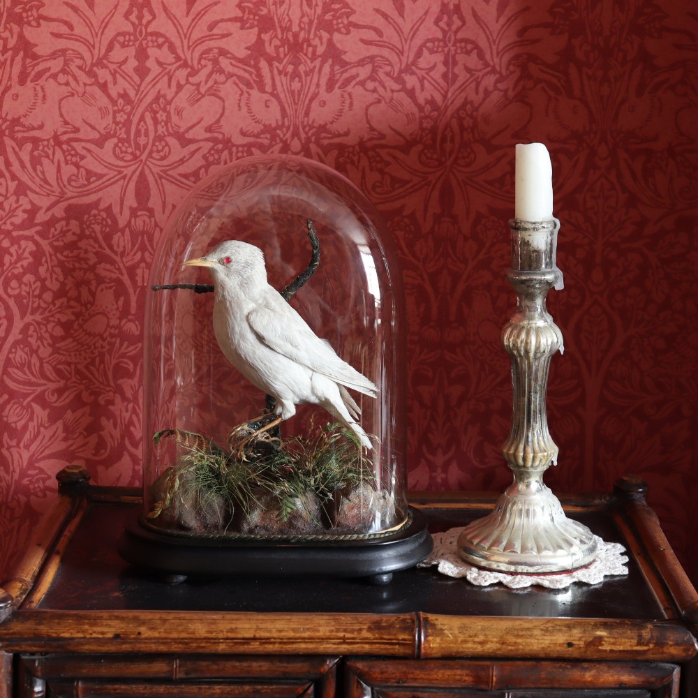 A taxidermy albino starling with red glass eyes perched on a branch inside a clear glass dome on a dark ebonised wooden base. View II