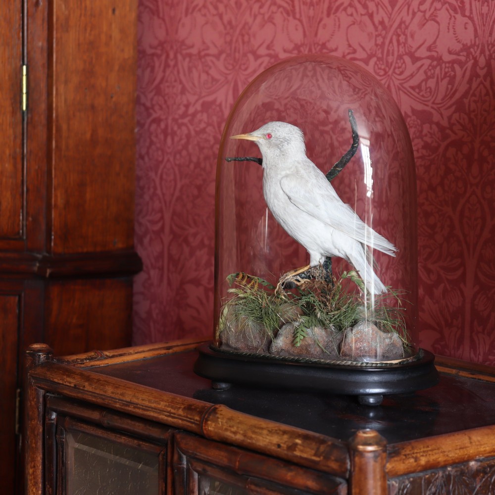 A taxidermy albino starling with red glass eyes perched on a branch inside a clear glass dome on a dark ebonised wooden base. View III
