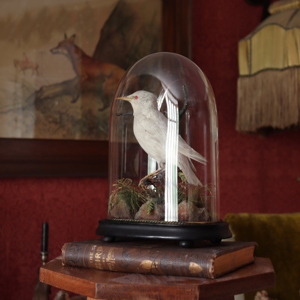 A taxidermy albino starling with red glass eyes perched on a branch inside a clear glass dome on a dark ebonised wooden base. View IV