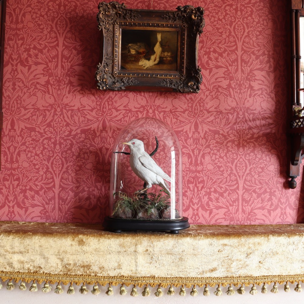 A taxidermy albino starling with red glass eyes perched on a branch inside a clear glass dome on a dark ebonised wooden base. View V