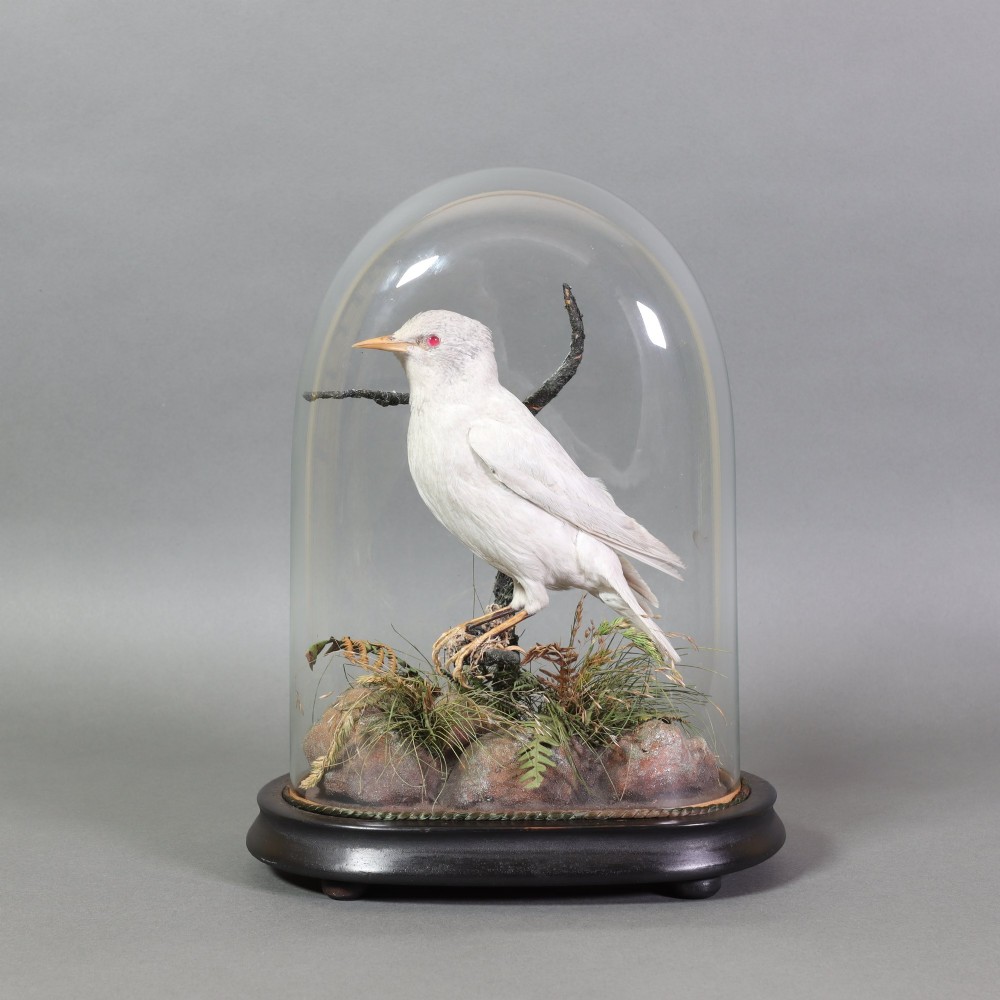 A taxidermy albino starling with red glass eyes perched on a branch inside a clear glass dome on a dark ebonised wooden base.
