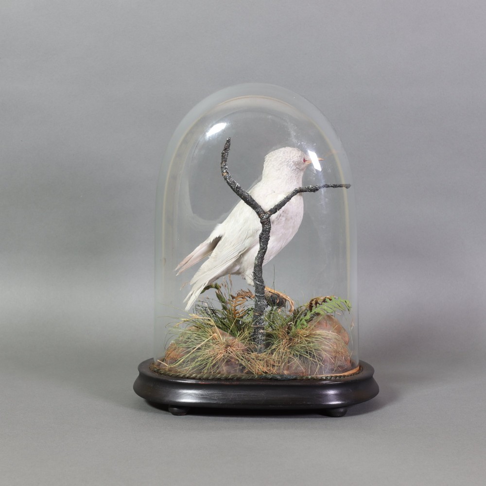 A taxidermy albino starling with red glass eyes perched on a branch inside a clear glass dome on a dark ebonised wooden base. View VI