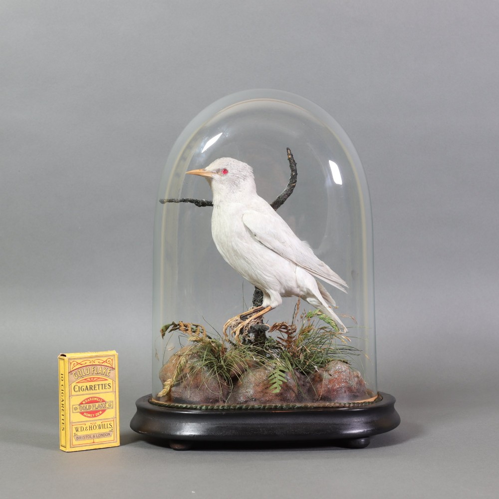 A taxidermy albino starling with red glass eyes perched on a branch inside a clear glass dome on a dark ebonised wooden base. View VII