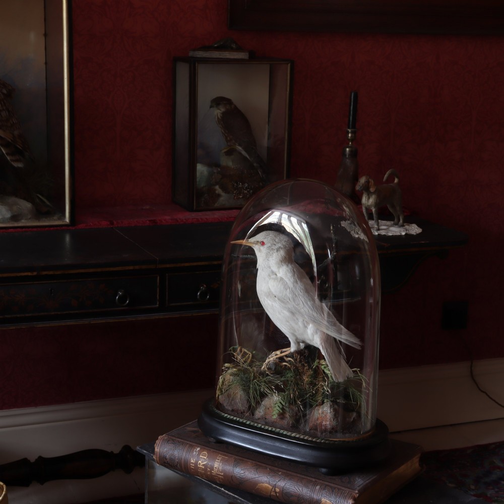 A taxidermy albino starling with red glass eyes perched on a branch inside a clear glass dome on a dark ebonised wooden base. View VIII
