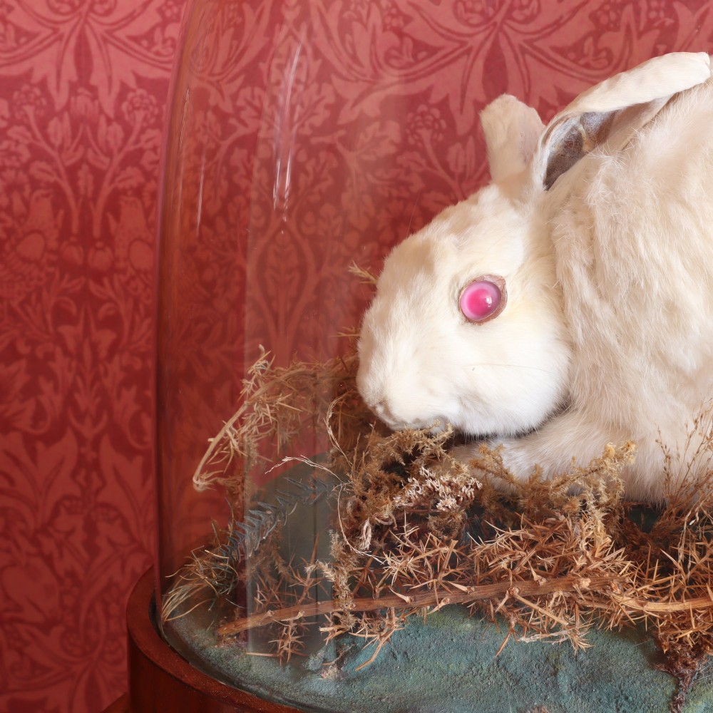 An antique Victorian taxidermy albino rabbit with pink glass eyes set in a dried moss landscape beneath a clear glass dome on a wooden base. View III