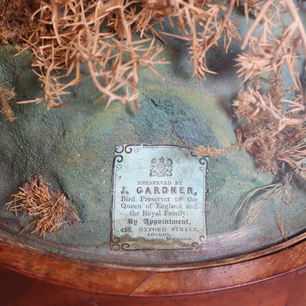 An antique Victorian taxidermy albino rabbit with pink glass eyes set in a dried moss landscape beneath a clear glass dome on a wooden base. View IV