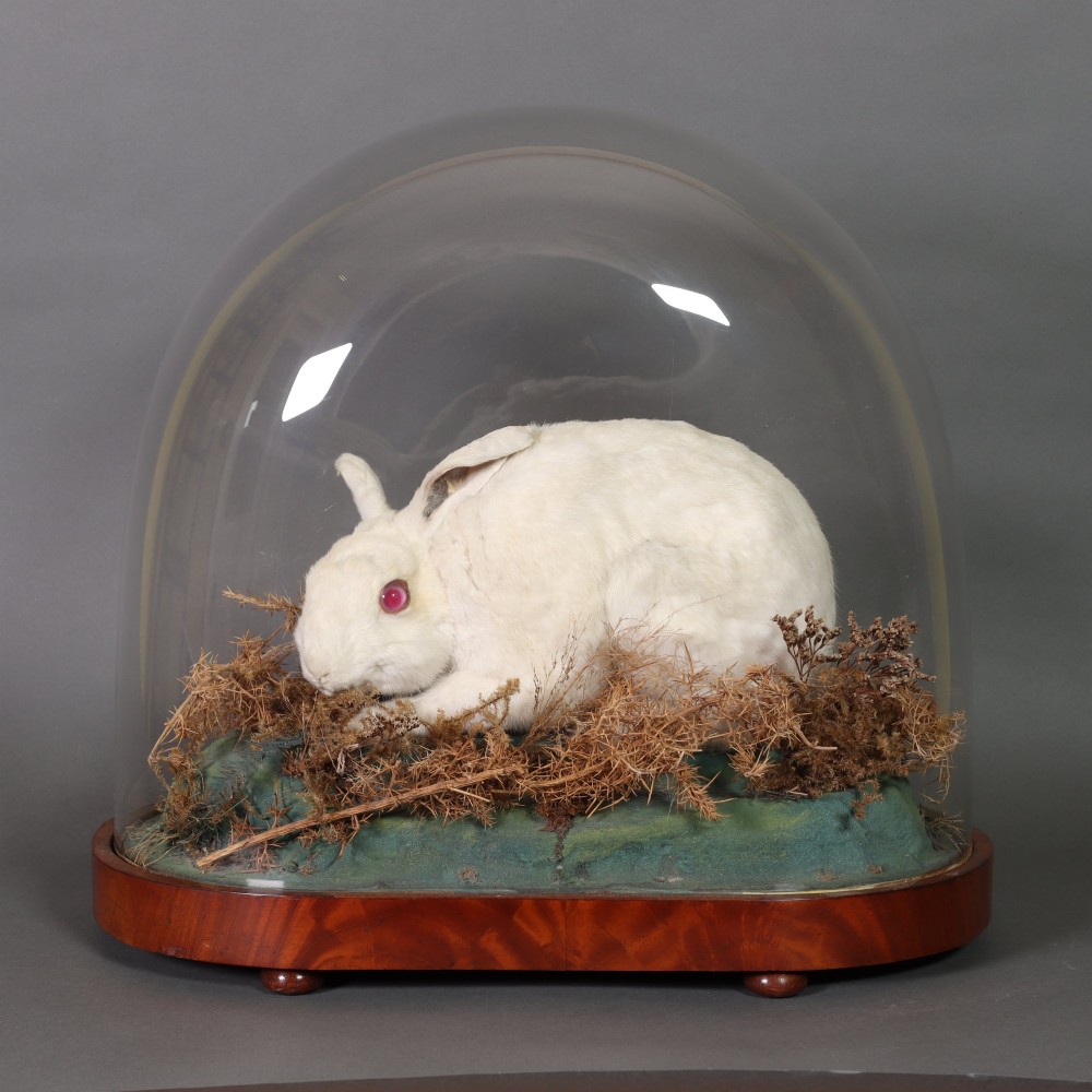 An antique Victorian taxidermy albino rabbit with pink glass eyes set in a dried moss landscape beneath a clear glass dome on a wooden base.