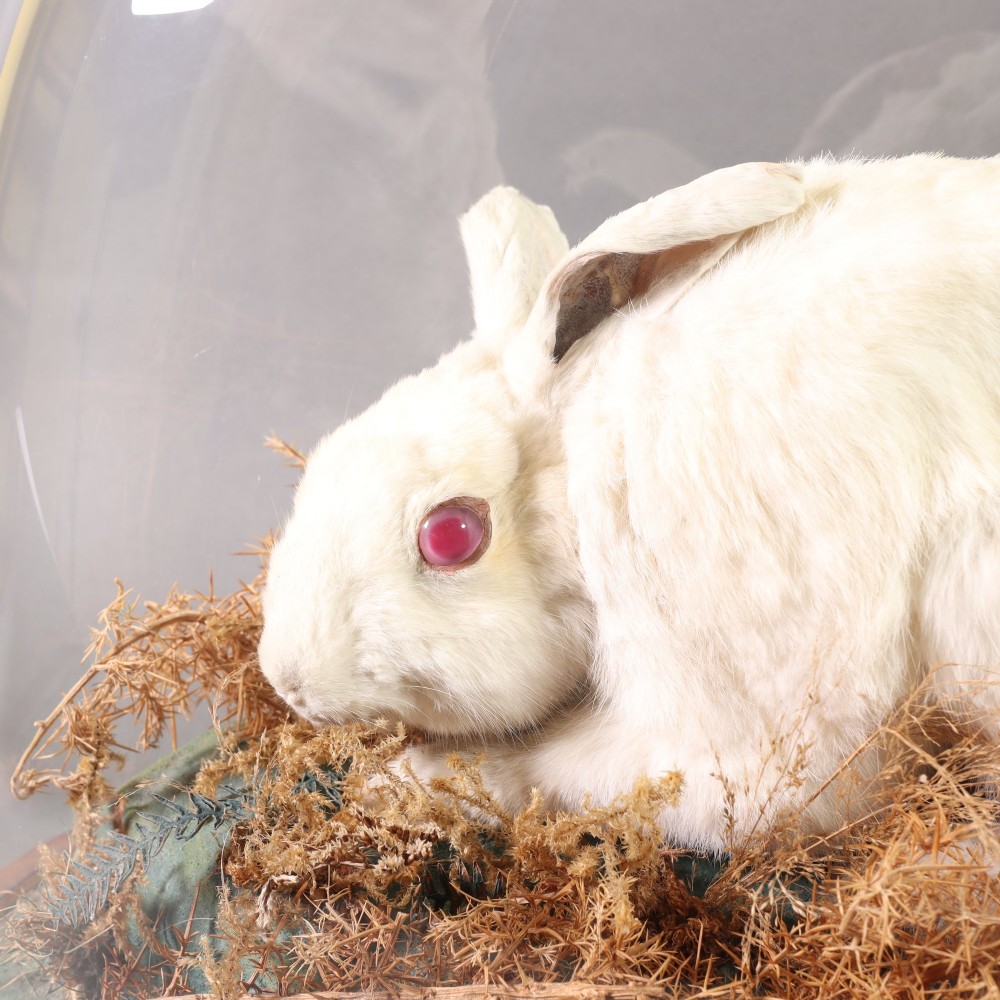 An antique Victorian taxidermy albino rabbit with pink glass eyes set in a dried moss landscape beneath a clear glass dome on a wooden base. View V