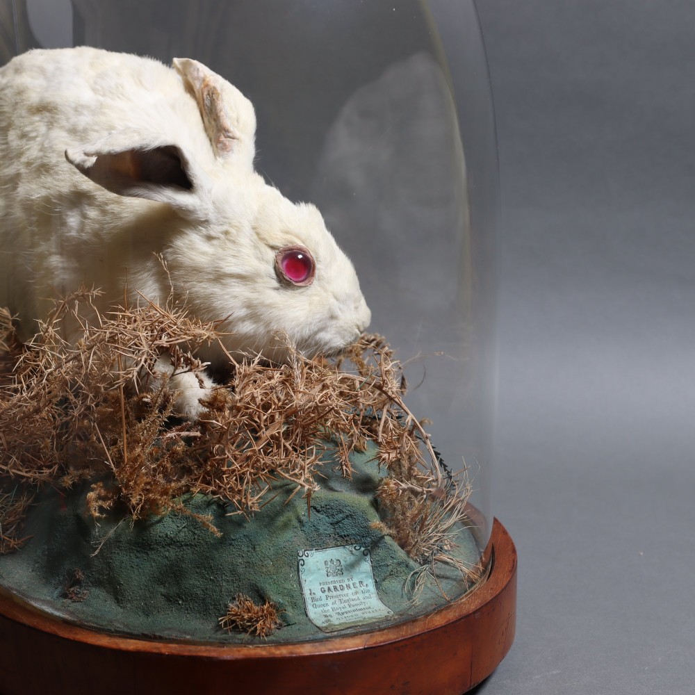 An antique Victorian taxidermy albino rabbit with pink glass eyes set in a dried moss landscape beneath a clear glass dome on a wooden base. View VI