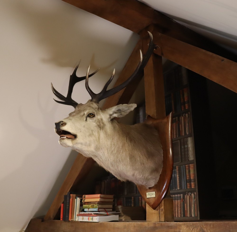 A taxidermy shoulder mount of a Scottish Red Deer stag with multi-pointed antlers fixed to a polished oak shield.