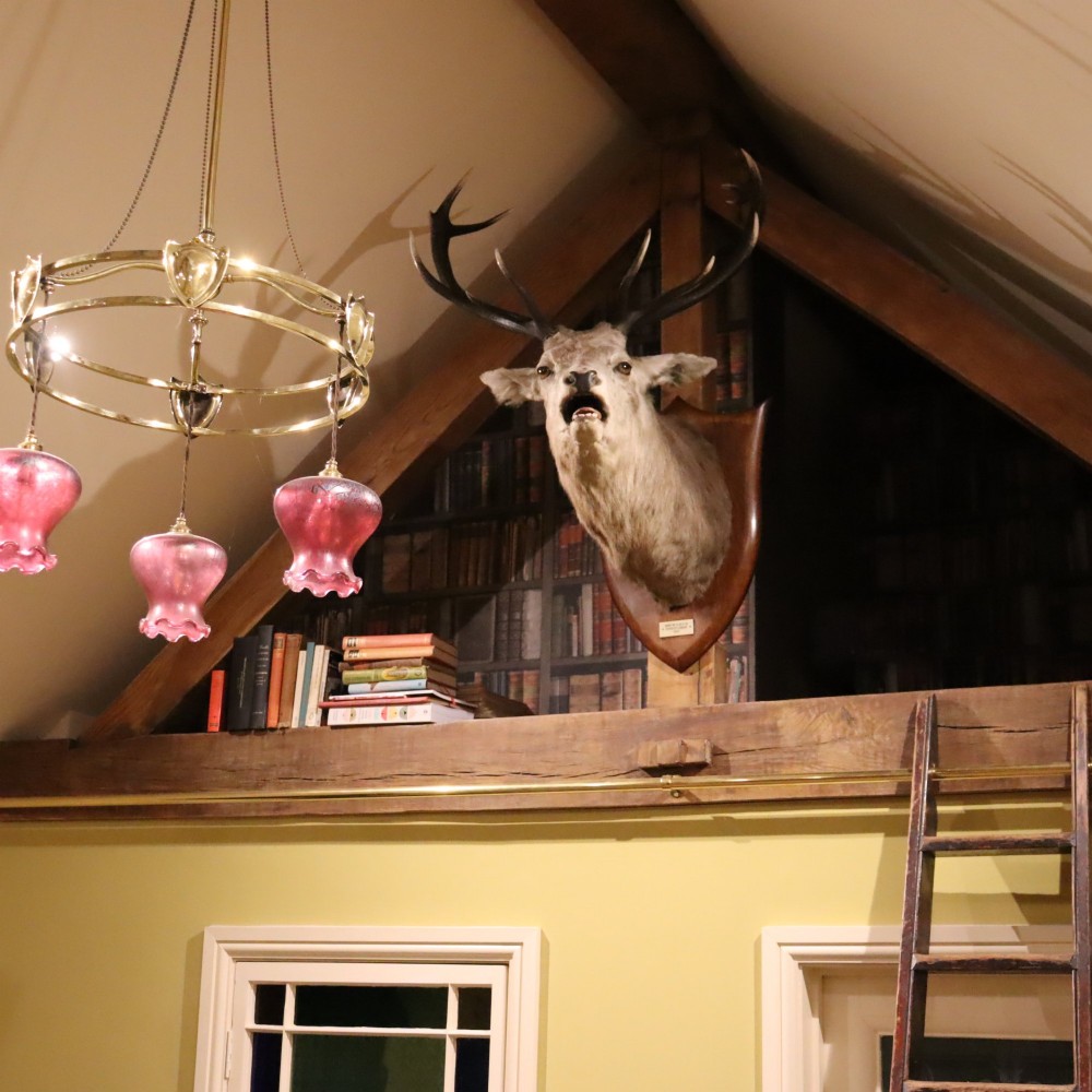 A taxidermy shoulder mount of a Scottish Red Deer stag with multi-pointed antlers fixed to a polished oak shield. View III