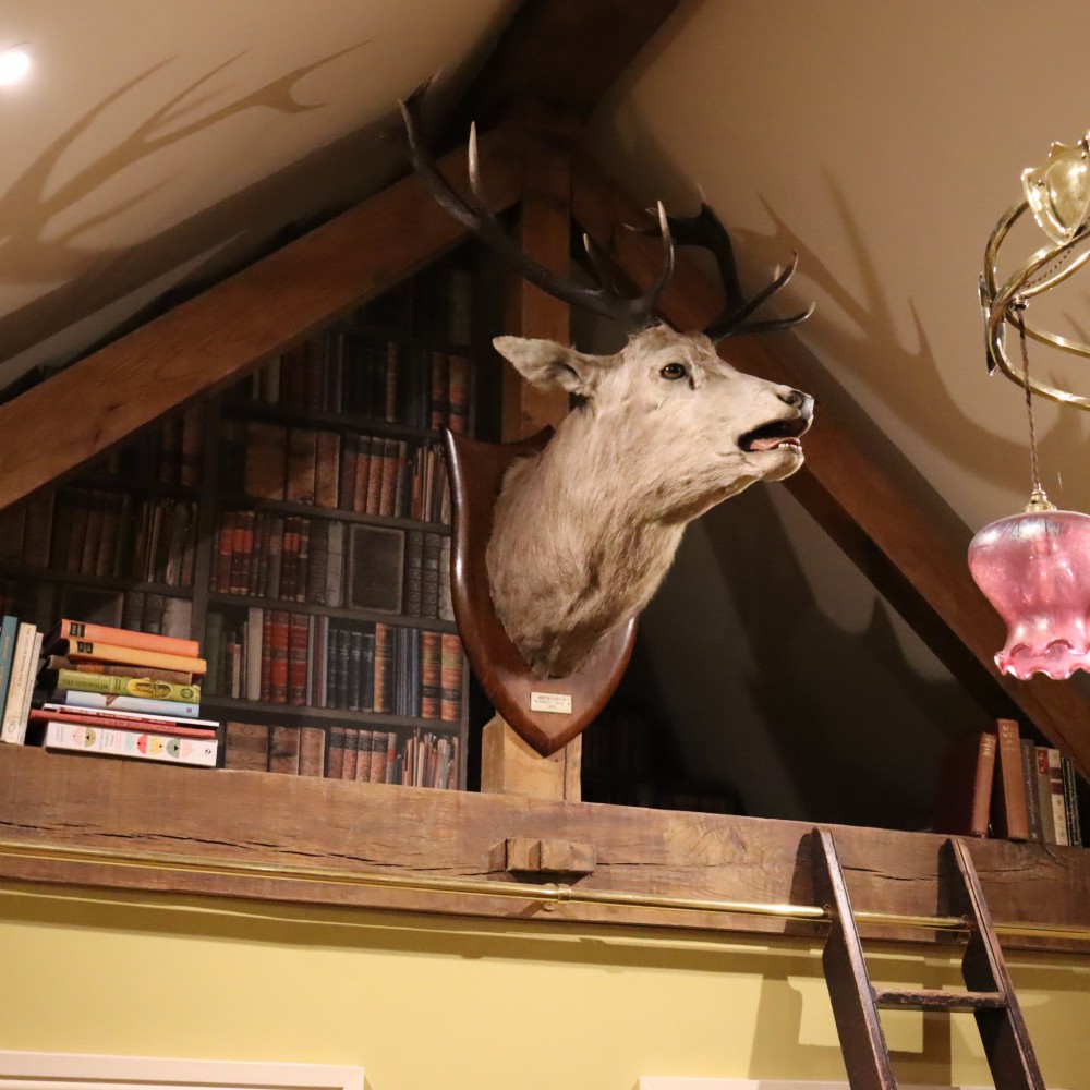 A taxidermy shoulder mount of a Scottish Red Deer stag with multi-pointed antlers fixed to a polished oak shield. View IV