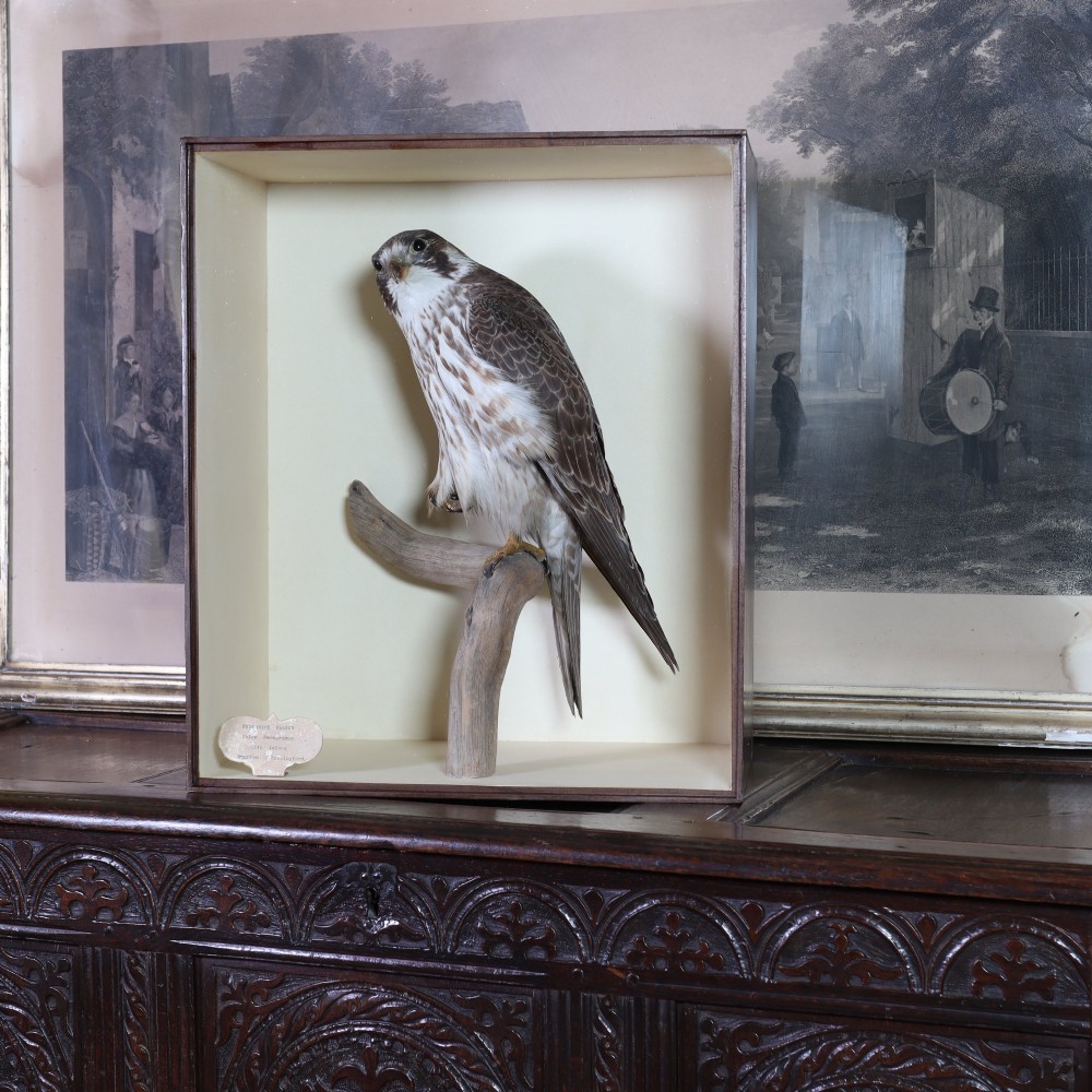 A Victorian taxidermy peregrine falcon mounted on a branch inside a glass-fronted rectangular wooden case with a maker label.