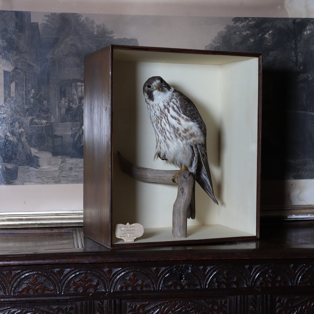 A Victorian taxidermy peregrine falcon mounted on a branch inside a glass-fronted rectangular wooden case with a maker label. View II