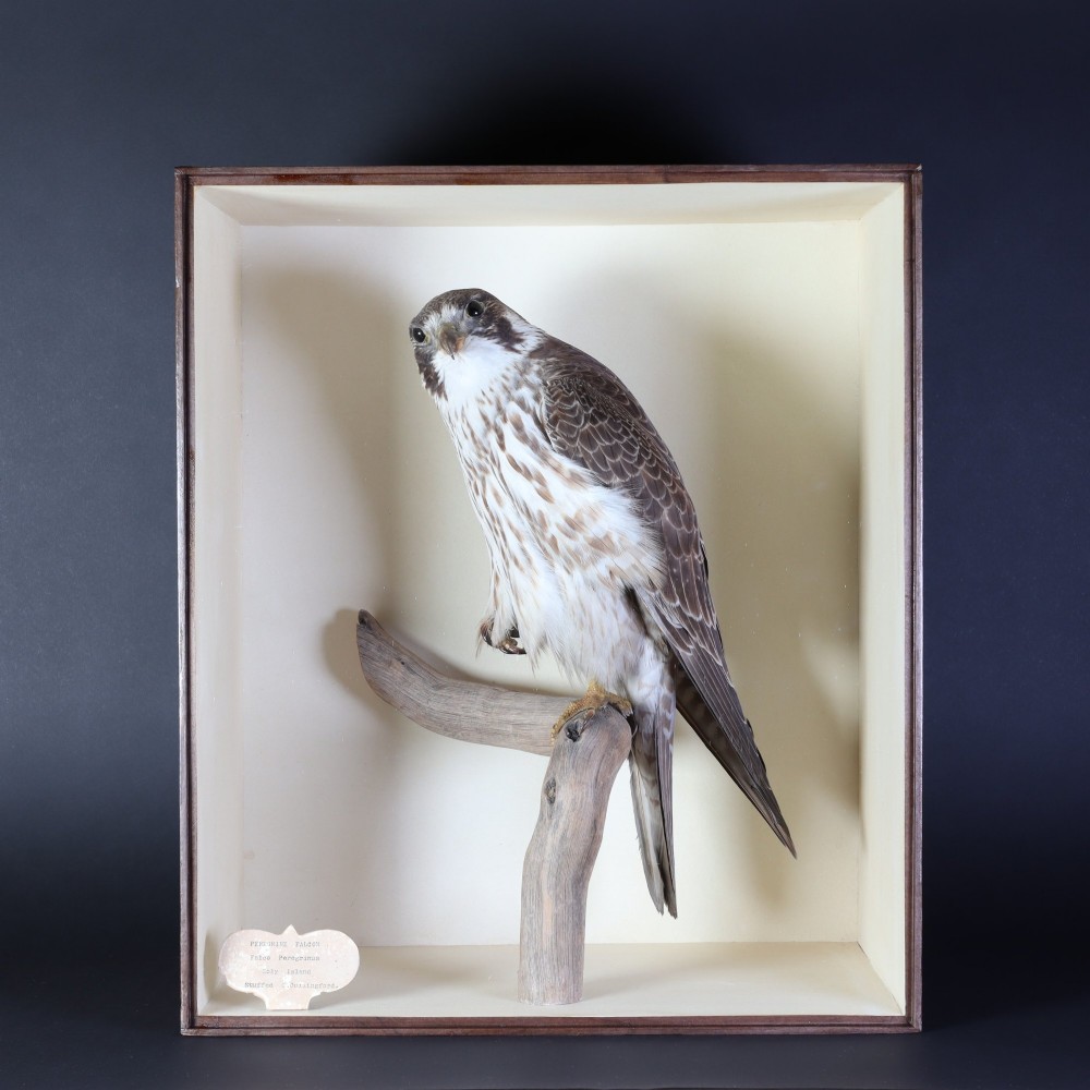 A Victorian taxidermy peregrine falcon mounted on a branch inside a glass-fronted rectangular wooden case with a maker label. View IV