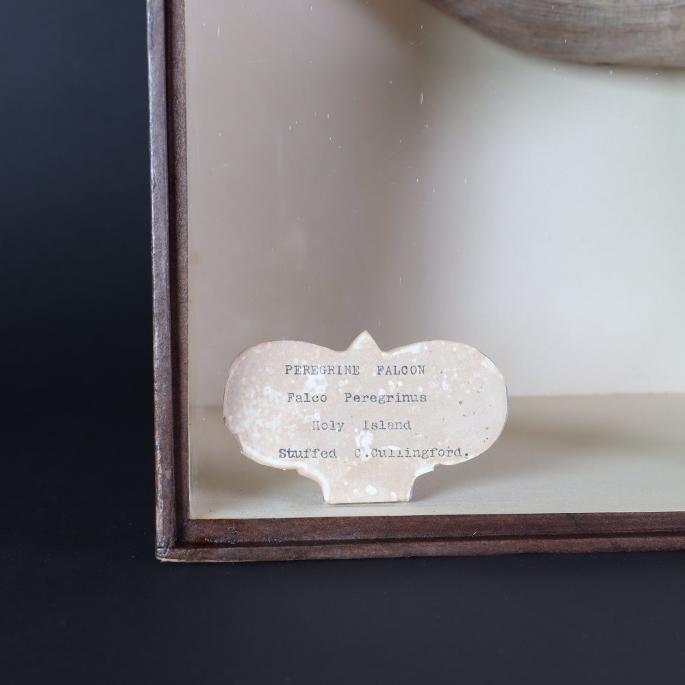 A Victorian taxidermy peregrine falcon mounted on a branch inside a glass-fronted rectangular wooden case with a maker label. View V