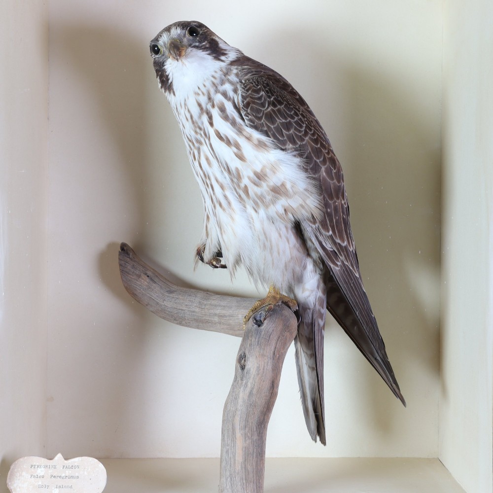 A Victorian taxidermy peregrine falcon mounted on a branch inside a glass-fronted rectangular wooden case with a maker label. View VI