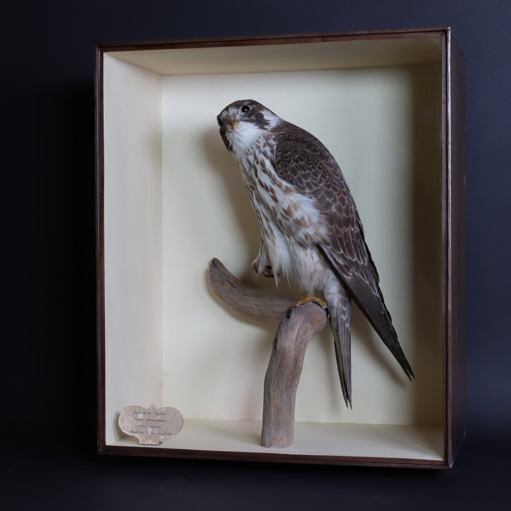 A Victorian taxidermy peregrine falcon mounted on a branch inside a glass-fronted rectangular wooden case with a maker label. View VII