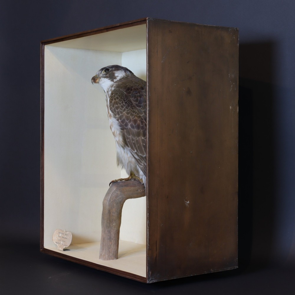 A Victorian taxidermy peregrine falcon mounted on a branch inside a glass-fronted rectangular wooden case with a maker label. View VIII