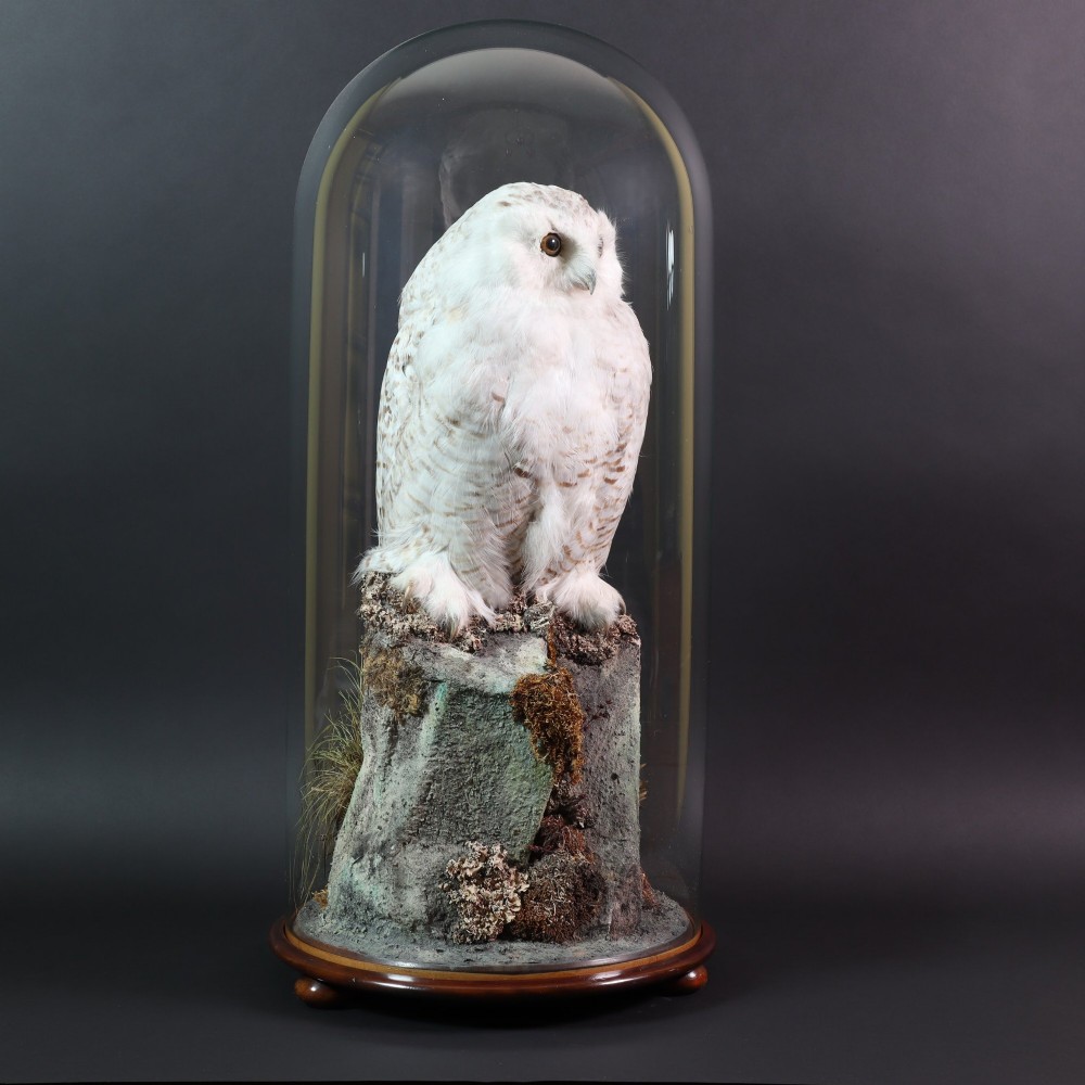 A late Victorian snowy owl taxidermy specimen perched on a faux rocky mount under a tall glass dome with a polished mahogany base. View II