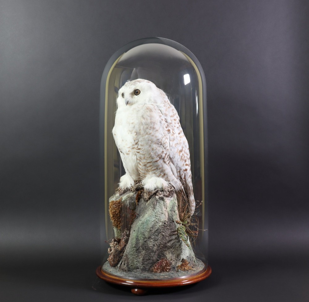 A late Victorian snowy owl taxidermy specimen perched on a faux rocky mount under a tall glass dome with a polished mahogany base. View III