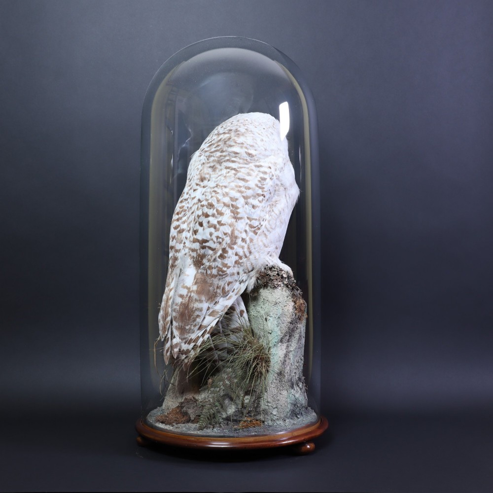 A late Victorian snowy owl taxidermy specimen perched on a faux rocky mount under a tall glass dome with a polished mahogany base. View IV