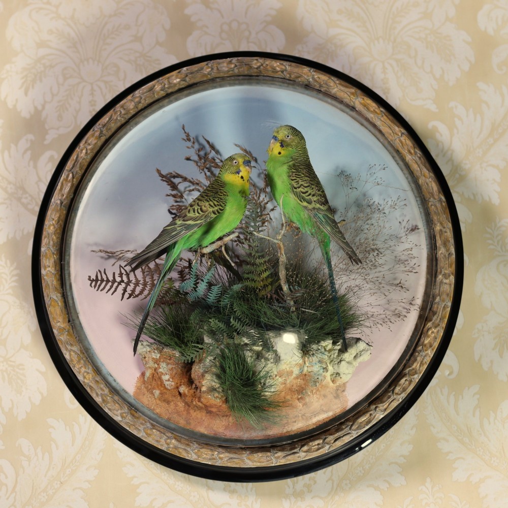 A circular Victorian wall dome featuring two green budgerigars perched on dried branches inside a convex glass frame with a gilded rim.