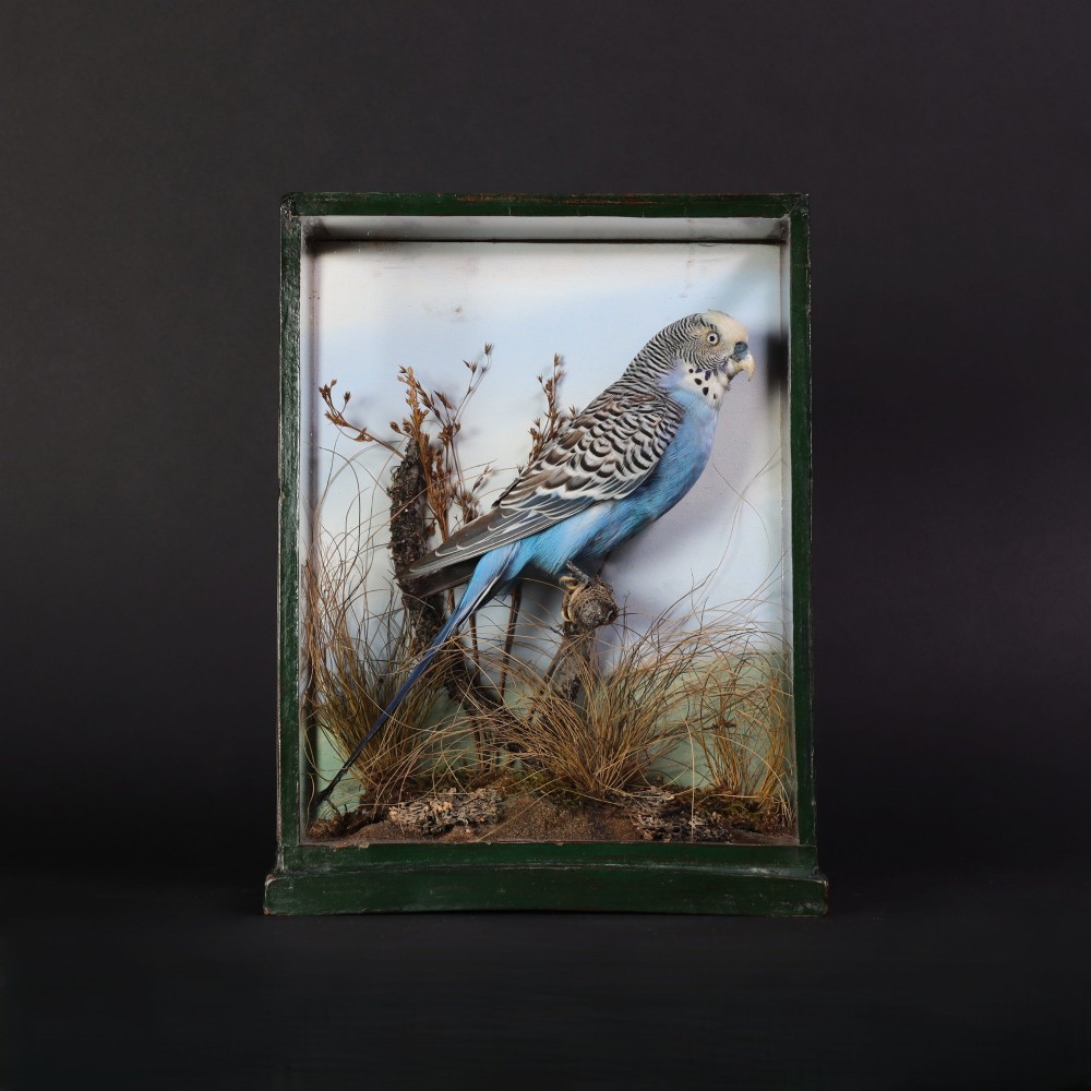 A cased taxidermy specimen of a light blue budgerigar perched on a branch surrounded by dried grass within a dark green glass-fronted wooden box.