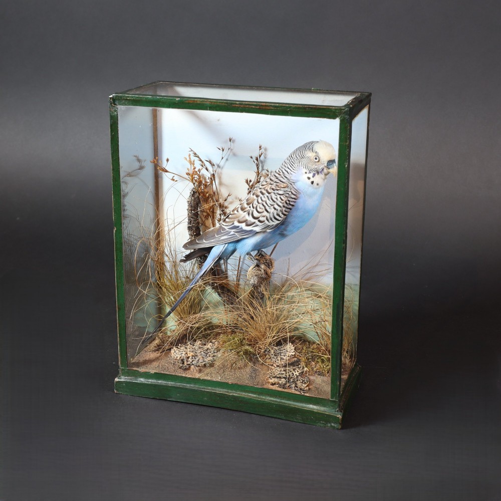 A cased taxidermy specimen of a light blue budgerigar perched on a branch surrounded by dried grass within a dark green glass-fronted wooden box. View III