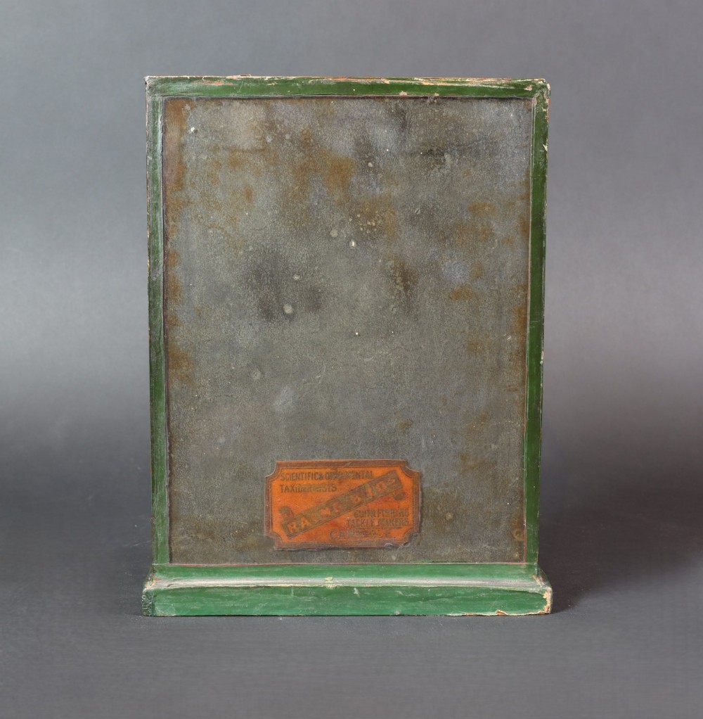 A cased taxidermy specimen of a light blue budgerigar perched on a branch surrounded by dried grass within a dark green glass-fronted wooden box. View IV