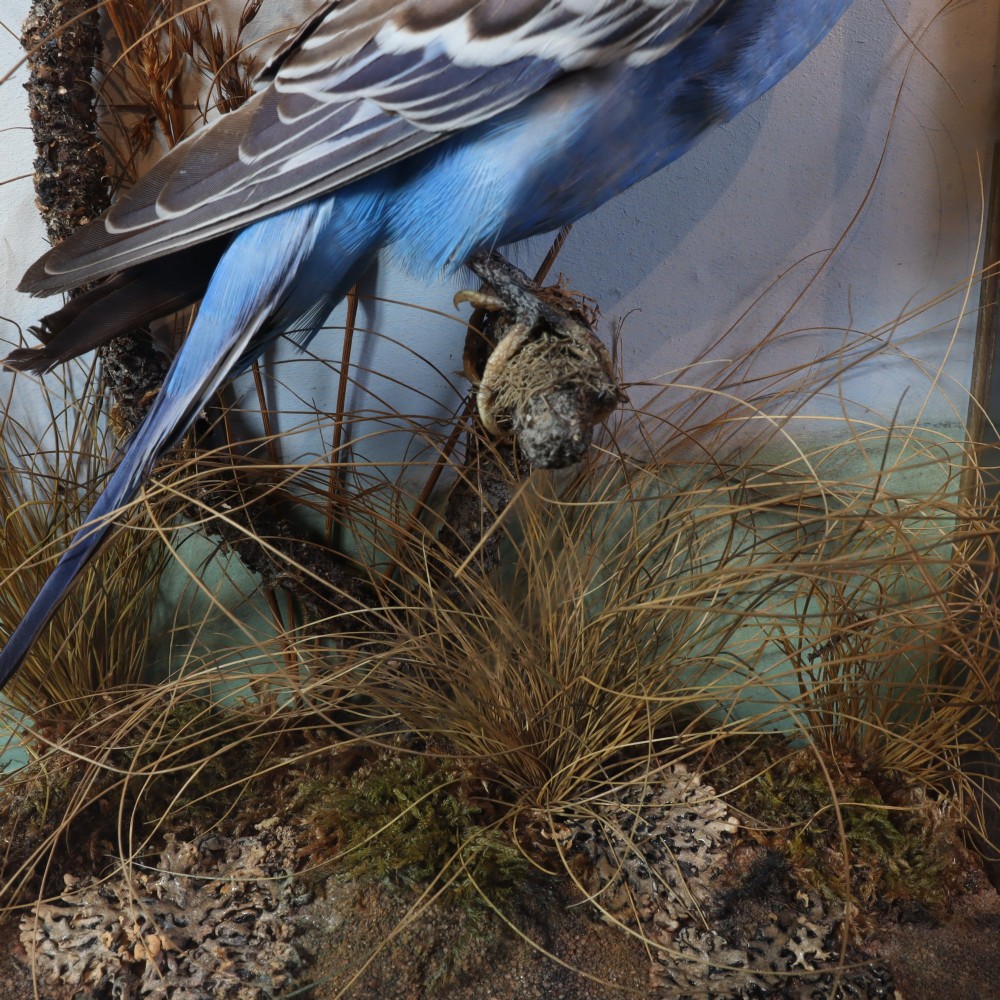 A cased taxidermy specimen of a light blue budgerigar perched on a branch surrounded by dried grass within a dark green glass-fronted wooden box. View VI