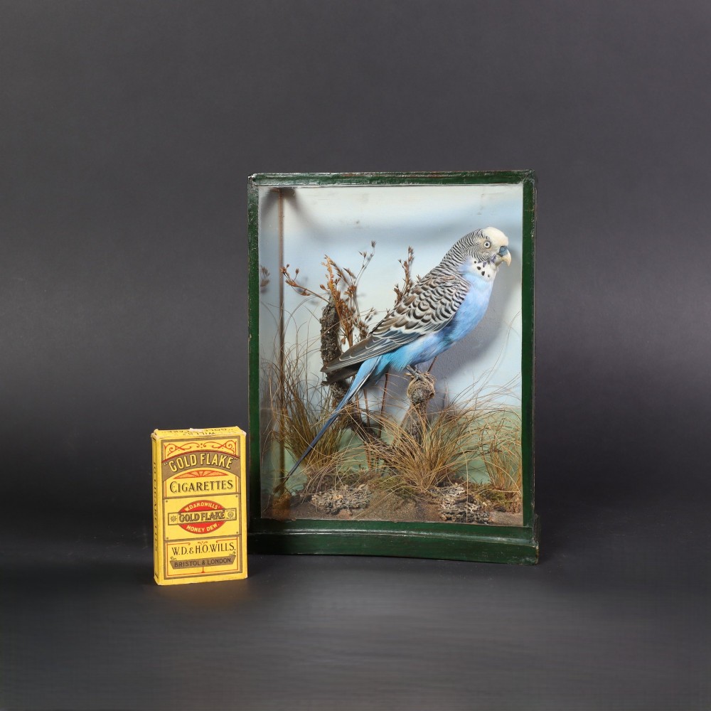 A cased taxidermy specimen of a light blue budgerigar perched on a branch surrounded by dried grass within a dark green glass-fronted wooden box. View VII