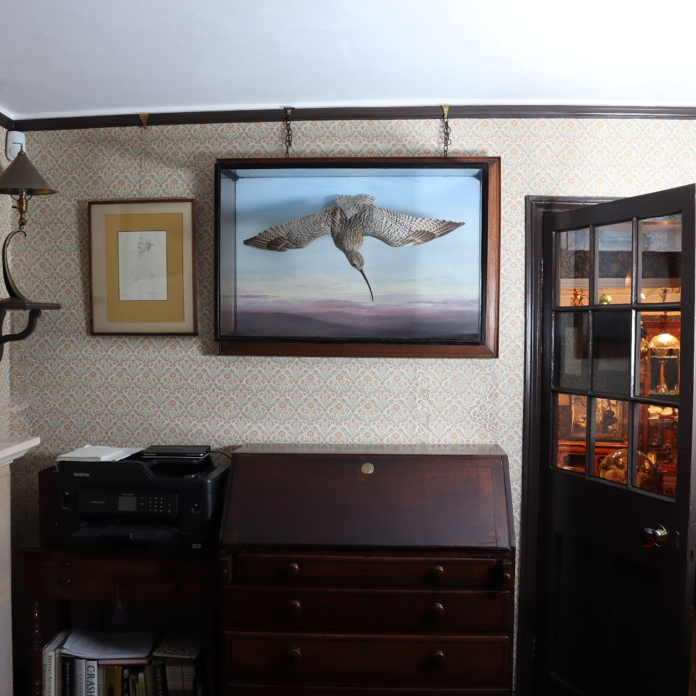 A Victorian cased taxidermy display depicting a curlew mounted in flight against a painted sky backdrop inside a glazed wooden frame. View II