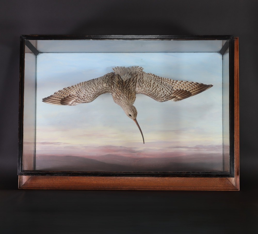 A Victorian cased taxidermy display depicting a curlew mounted in flight against a painted sky backdrop inside a glazed wooden frame.
