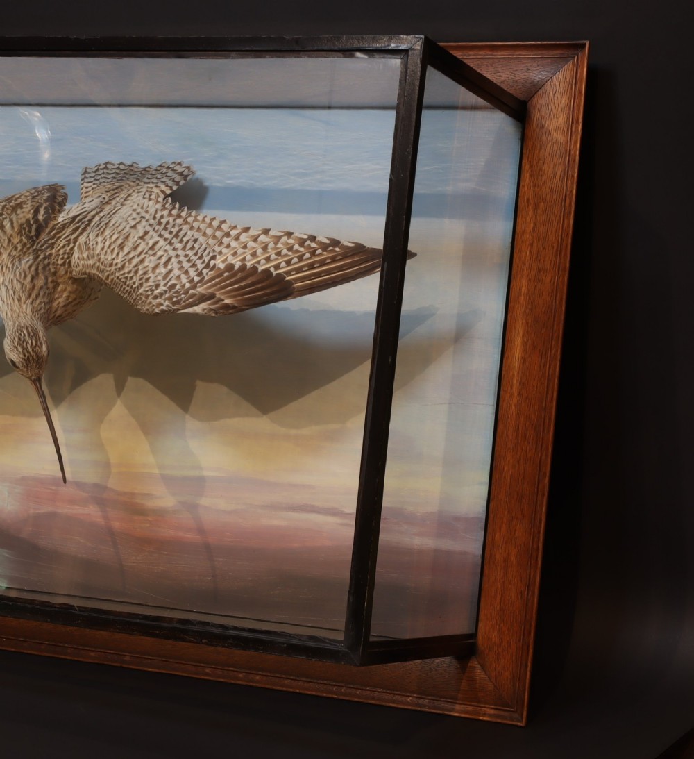 A Victorian cased taxidermy display depicting a curlew mounted in flight against a painted sky backdrop inside a glazed wooden frame. View III