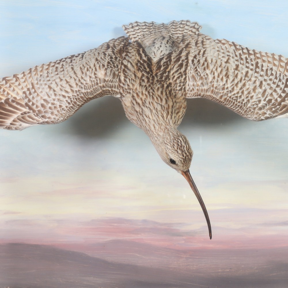 A Victorian cased taxidermy display depicting a curlew mounted in flight against a painted sky backdrop inside a glazed wooden frame. View IV